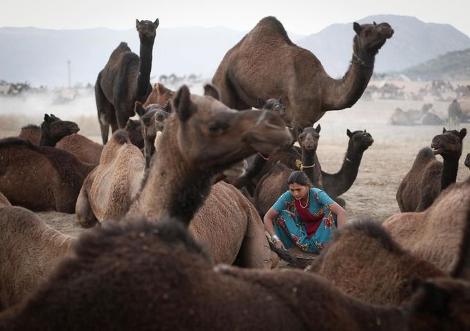 A woman sits among camels as she collects material to make a bonfire at Pushkar Fair in the desert Indian state of Rajasthan November 23, 2012. Many international and domestic tourists throng to Pushkar to witness one of the most colourful and popular fairs in India. Thousands of animals, mainly camels, are brought to the fair to be sold and traded. REUTERS/Danish Siddiqui (INDIA - Tags: SOCIETY ANIMALS ENVIRONMENT TPX IMAGES OF THE DAY) Published: Lis. 23, 2012, 8:08 dop.