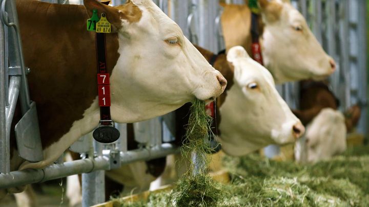 Ať jsou krávy šťastné. Sedláci oprášili "Pláničkovu metodu" a zvyšují produkci mléka; Zdroj foto: Reuters