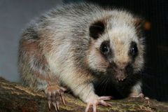 V pražské zoo je k vidění dvoukilová myš
