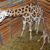 V pražské zoo se narodila žirafa