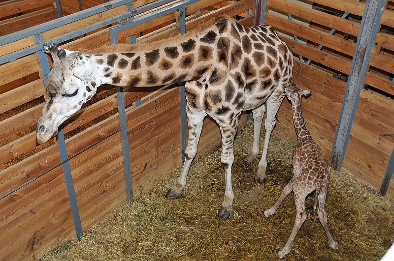 V pražské zoo se narodila žirafa
