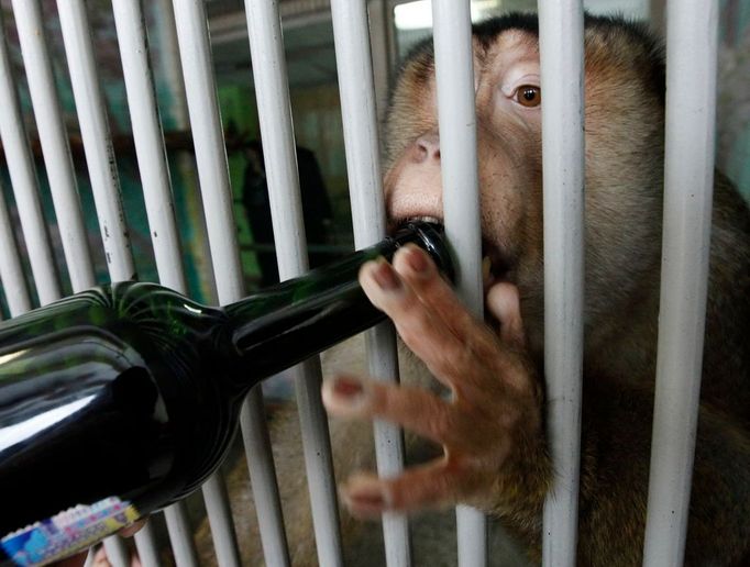 Makak vepří jménem Tasik a jeho lahev červeného...v krasnojarské zoo. Co víc dodat. Prostě Rusko.