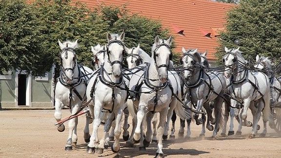 Národní hřebčín Kladruby nad Labem