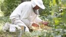 Sergej, a member of the beekeeper organization Stadtimker, works with bees at Lobau recreation area in Vienna July 11, 2012. A growing number of urban beekeepers' associations are trying to encourage bees to make their homes in cities, as pesticides and crop monocultures make the countryside increasingly hostile. Bee populations are in sharp decline around the world, under attack from a poorly understood phenomonenon known as colony collapse disorder, whose main causes are believed to include a virus spread by mites that feed on haemolymph - bees' "blood". Picture taken July 11, 2012. REUTERS/Lisi Niesner (AUSTRIA - Tags: ENVIRONMENT ANIMALS SOCIETY) Published: Čec. 25, 2012, 1:45 odp.