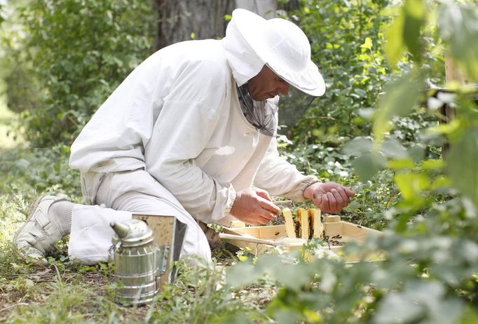 Sergej, a member of the beekeeper organization Stadtimker, works with bees at Lobau recreation area in Vienna July 11, 2012. A growing number of urban beekeepers' associations are trying to encourage bees to make their homes in cities, as pesticides and crop monocultures make the countryside increasingly hostile. Bee populations are in sharp decline around the world, under attack from a poorly understood phenomonenon known as colony collapse disorder, whose main causes are believed to include a virus spread by mites that feed on haemolymph - bees' "blood". Picture taken July 11, 2012. REUTERS/Lisi Niesner (AUSTRIA - Tags: ENVIRONMENT ANIMALS SOCIETY) Published: Čec. 25, 2012, 1:45 odp.