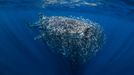 Vítězné fotografie ze soutěže Underwater Photographer of the Year 2023