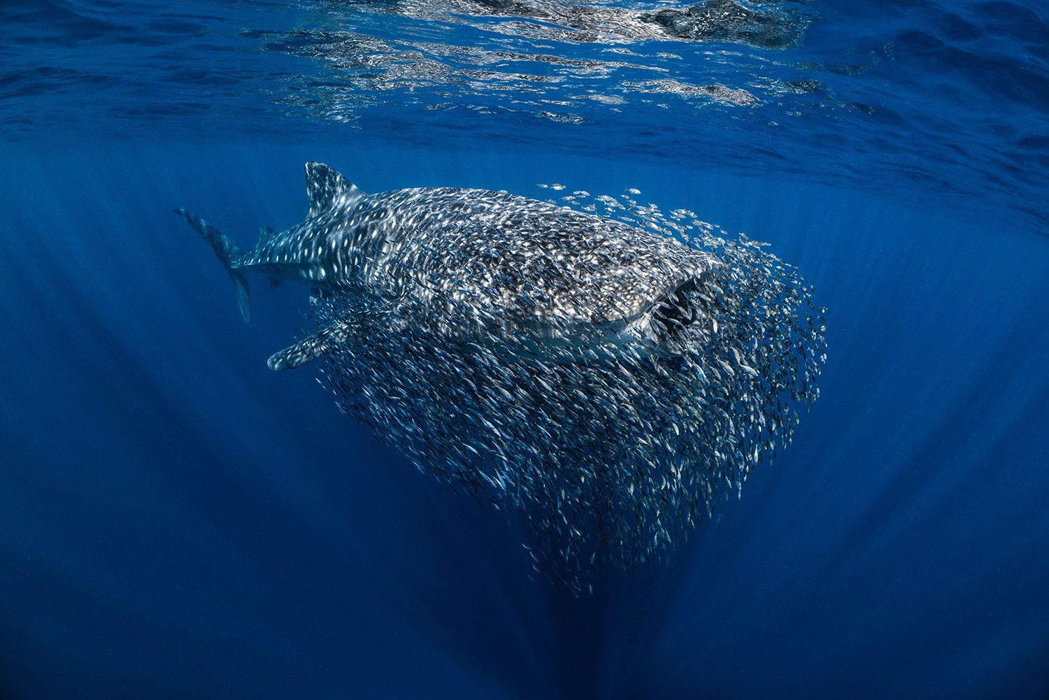 Vítězné fotografie ze soutěže Underwater Photographer of the Year 2023