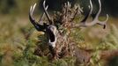 A Red Deer stag, with his head covered in ferns, calls in the Autumn sunshine in Richmond Park south west London October 14, 2012. REUTERS/Luke MacGregor (BRITAIN)