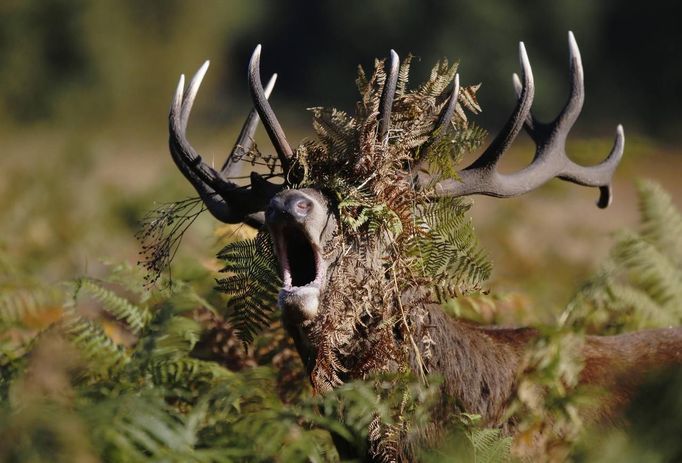 A Red Deer stag, with his head covered in ferns, calls in the Autumn sunshine in Richmond Park south west London October 14, 2012. REUTERS/Luke MacGregor (BRITAIN)