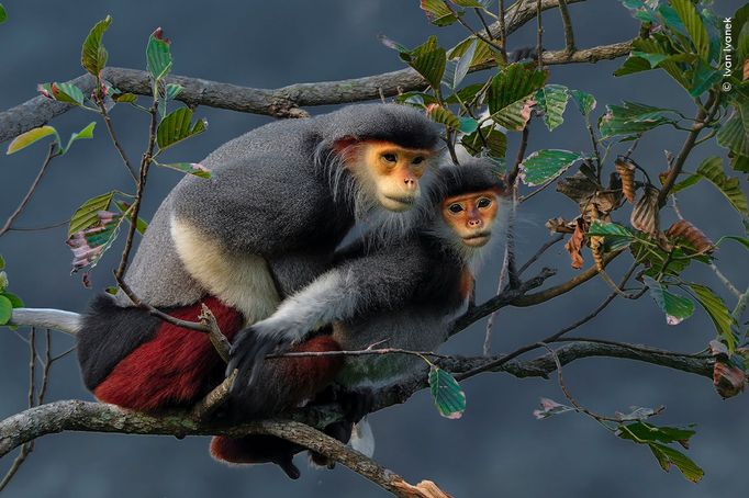 Fotografie ze soutěže Wildlife Photographer of the Year, které se utkají o cenu veřejnosti.