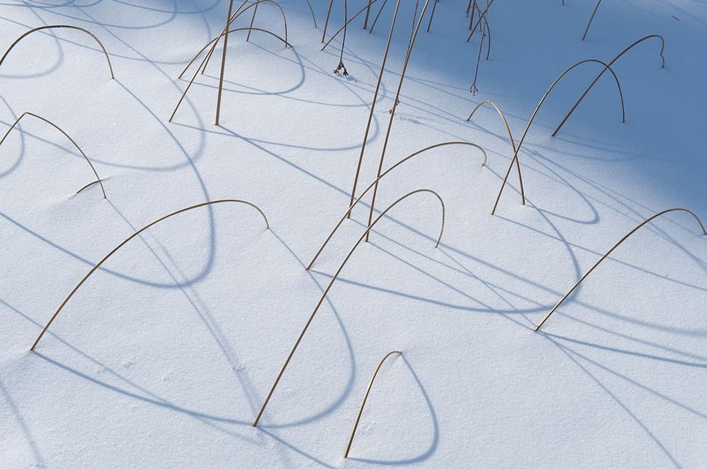 Obrazem: Fascinující podoby symbolu srdce v přírodě