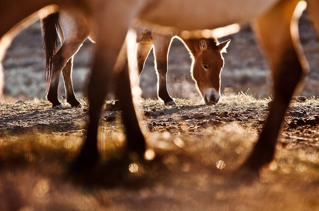 Foto: Krása Mongolska očima fotografa Petra Juračky !!! Fotografie nepoužívat v článcích !!!