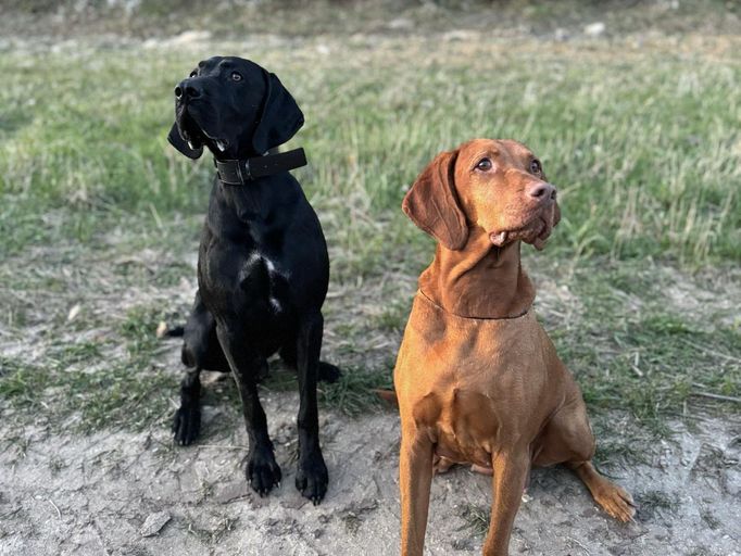 Ona kdysi hlídala střechu Lucerny, on štvanický Fuchs. Kulturní psi se ale dali dohromady spíš díky genům z maďarské viszly, které kdysi opepřila krev z Braques Français.