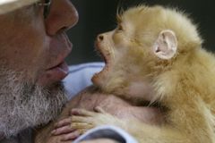 Nová priorita EU: Zakázat pokusy na opicích