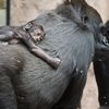Mládě gorily Kijivu v pražské zoo
