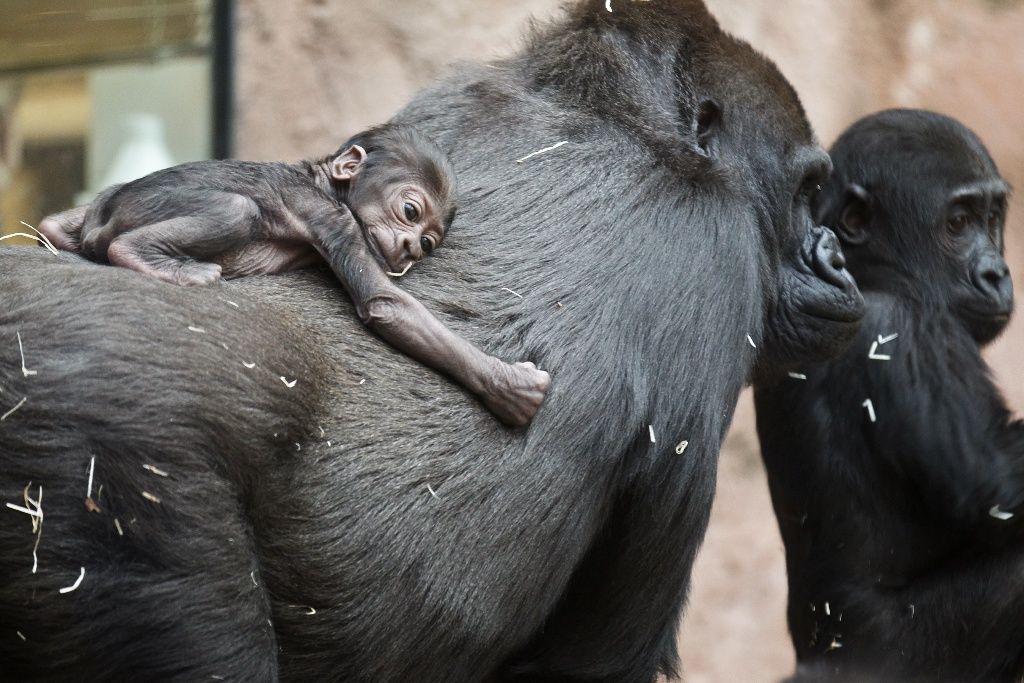 Mládě gorily Kijivu v pražské zoo