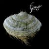 Samorost 2