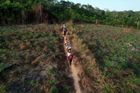 Padesát domorodců z kmene Mundurukú se mačetami prodírá porostem amazonského pralesa a vyznačuje hranice území svých předků, aby dokončili úkol, který brazilská vláda nesplnila.