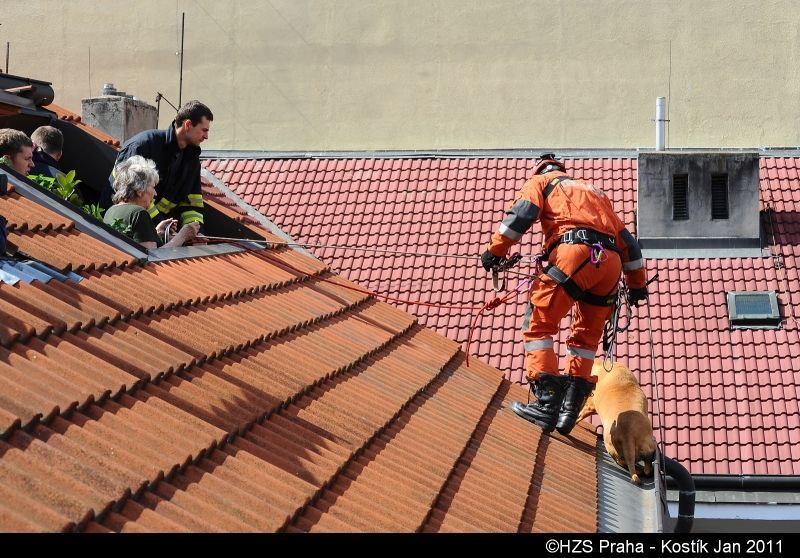Pražští hasiči sundavali bordeauxskou dogu ze střechy