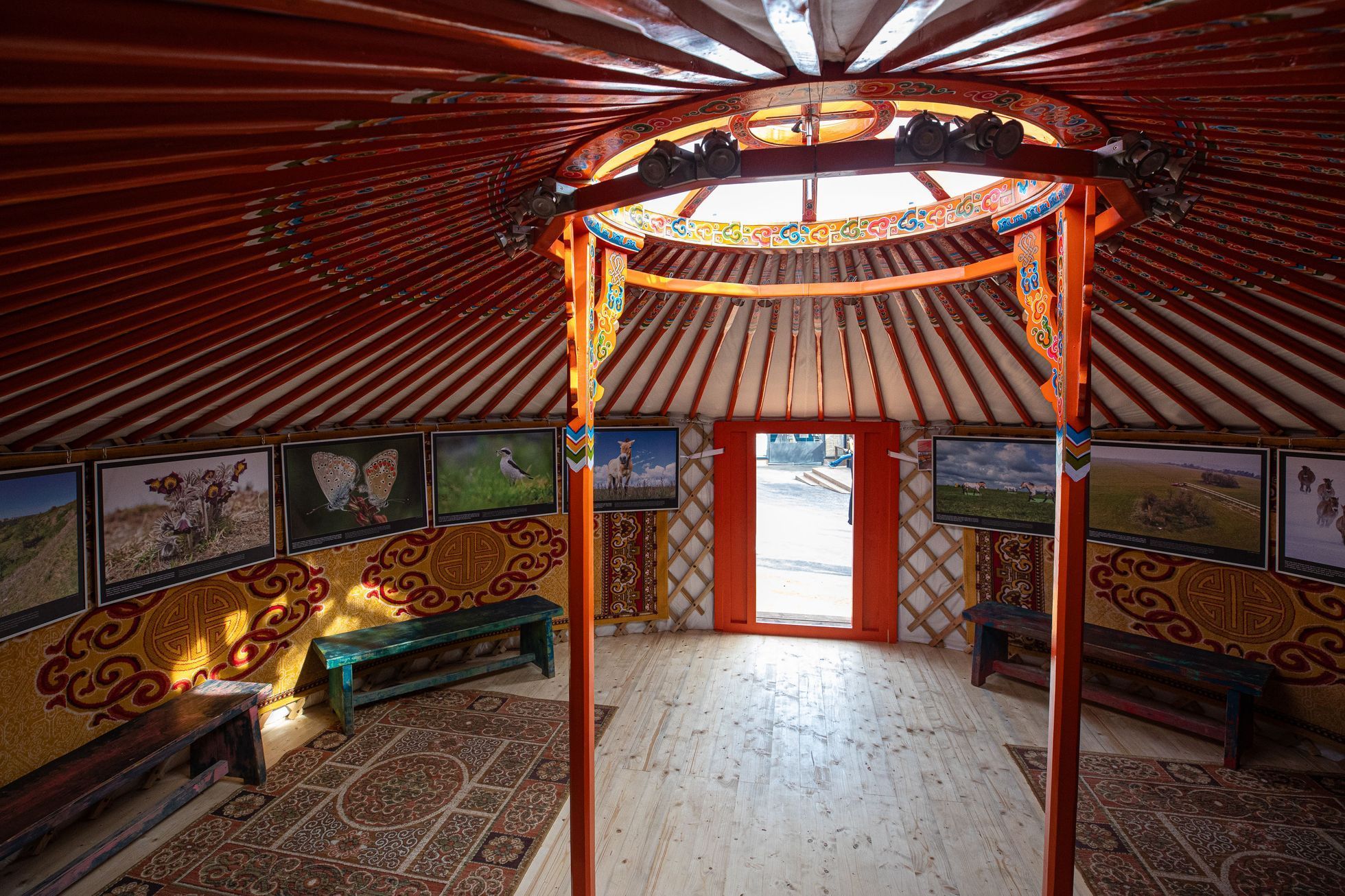 Pražská zoo, nová expozice a pavilon Gobi, koně převalského