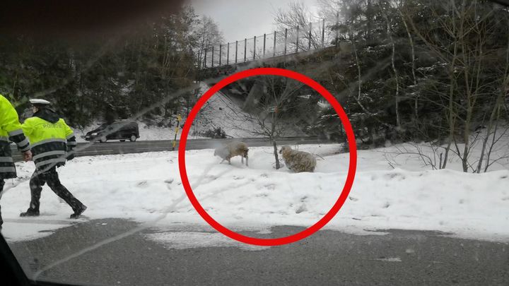 Po dálnici D1 u Humpolce pobíhaly ovce, před policisty utekly do lesa