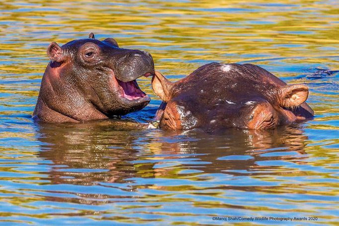 Zábavné fotky zvířat: finalisté soutěže Comedy Wildlife Awards 2020