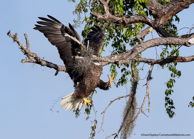 Vítězové soutěže Comedy Wildlife Photography Awards 2021