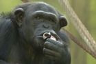 Šimpanzi z českých zoo si denně volají přes internet. Nápad chovatelů zaujal i CNN