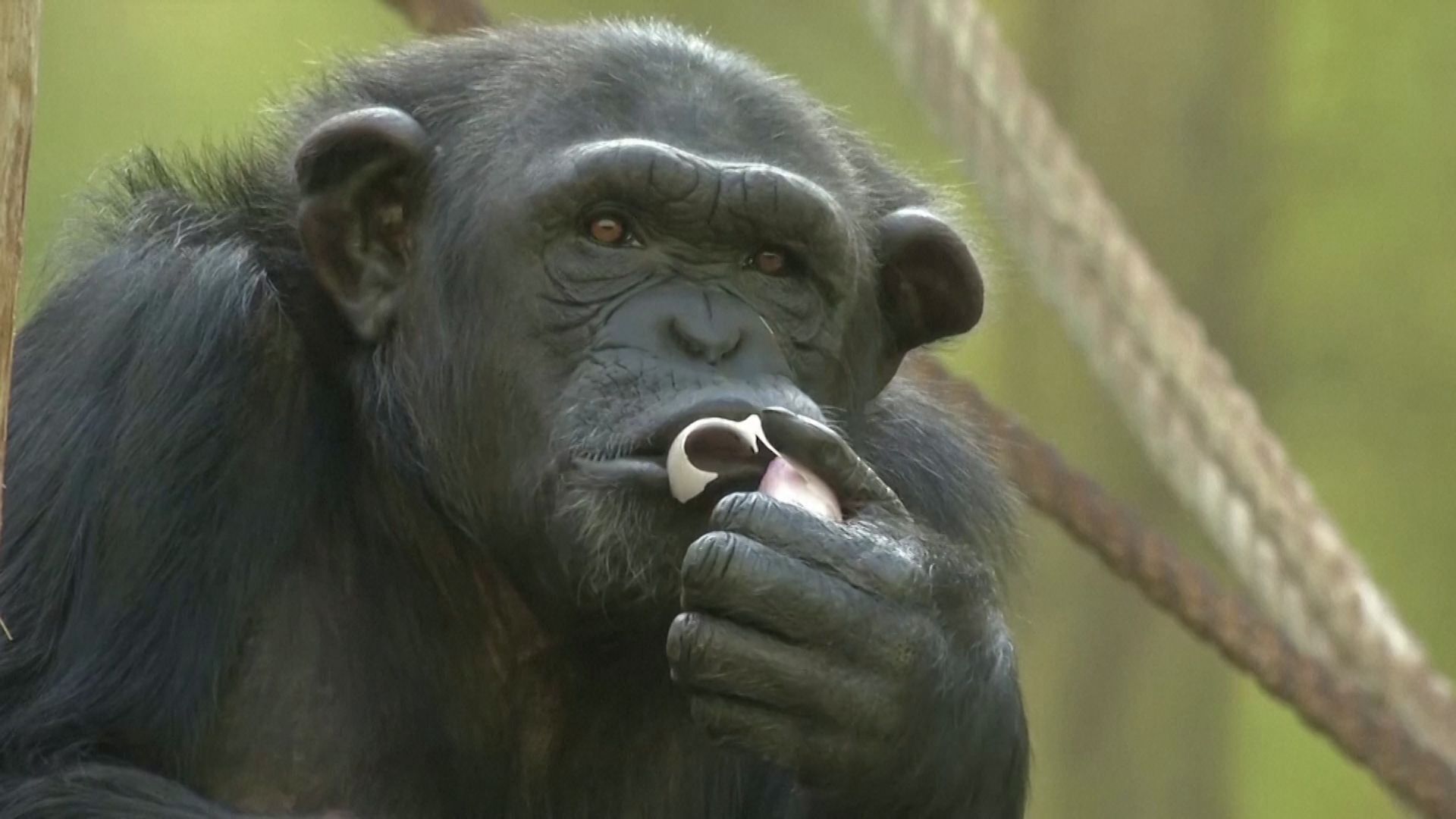 Šimpanzi, Zoo Dvůr Králové