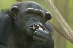 Šimpanzi z českých zoo si denně volají přes internet. Nápad chovatelů zaujal i CNN