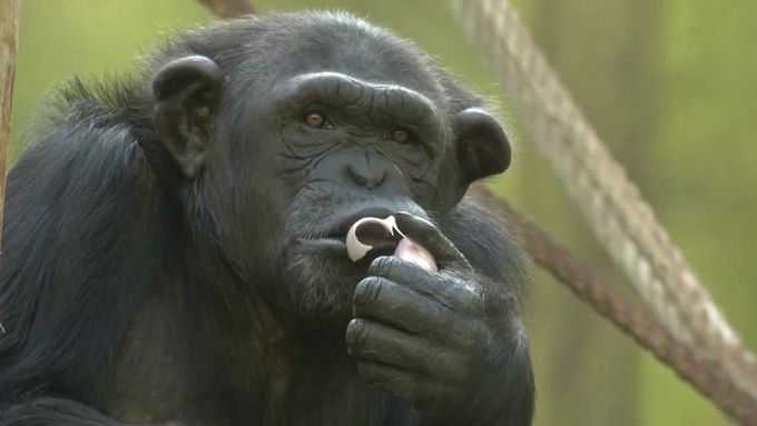 Naberou si do rukou a nohou dobroty a dívají se stejně jako lidé, popisuje sledování plátna šimpanzí chovatelka