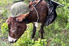 Ukrajinci zajali prvního ruského vojenského osla. Měla je ve službě i česká armáda?
