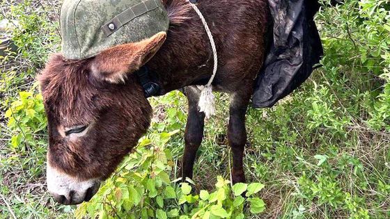 Ukrajinci zajali prvního ruského vojenského osla. Měla je ve službě i česká armáda?