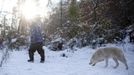 Wolf researcher Werner Freund is followed by an Arctic wolf in an enclosure at Wolfspark Werner Freund, in Merzig in the German province of Saarland January 24, 2013. Freund, 79, a former German paratrooper, established the wolf sanctuary in 1972 and has raised more than 70 animals over the last 40 years. The wolves, acquired as cubs from zoos or animal parks, were mostly hand-reared. Spread over 25 acres, Wolfspark is currently home to 29 wolves forming six packs from European, Siberian, Canadian, Artic and Mongolian regions. Werner has to behave as the wolf alpha male of the pack to earn the other wolves respect and to be accepted. Picture taken January 24, 2013. REUTERS/Lisi Niesner (GERMANY - Tags: ANIMALS SOCIETY) Published: Led. 26, 2013, 2:44 odp.