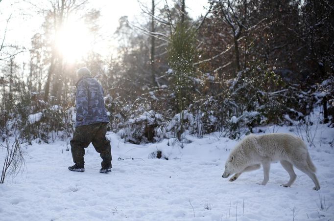 Wolf researcher Werner Freund is followed by an Arctic wolf in an enclosure at Wolfspark Werner Freund, in Merzig in the German province of Saarland January 24, 2013. Freund, 79, a former German paratrooper, established the wolf sanctuary in 1972 and has raised more than 70 animals over the last 40 years. The wolves, acquired as cubs from zoos or animal parks, were mostly hand-reared. Spread over 25 acres, Wolfspark is currently home to 29 wolves forming six packs from European, Siberian, Canadian, Artic and Mongolian regions. Werner has to behave as the wolf alpha male of the pack to earn the other wolves respect and to be accepted. Picture taken January 24, 2013. REUTERS/Lisi Niesner (GERMANY - Tags: ANIMALS SOCIETY) Published: Led. 26, 2013, 2:44 odp.