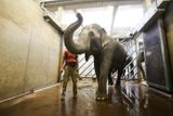 "Proto například sloni indičtí zvládají krátké vycházky ven i v těchto teplotách," pokračuje Lubor Mach. Na snímku trojský sloninec.