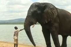 Video: Slon se sloní pamětí