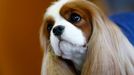 Westminster Kennel Club's Dog Show v New Yorku