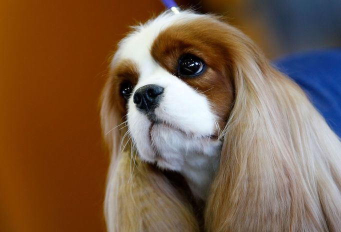 Westminster Kennel Club's Dog Show v New Yorku