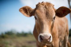 V Chorvatsku uhynulo více než sto krav na antrax, nakazili se i lidé