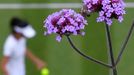 Tennis - Wimbledon - All England Lawn Tennis and Croquet Club, London, Britain - July 3, 2019  Bee seen getting pollen from a flower as Taiwan's Hsieh Su-wei plays her se