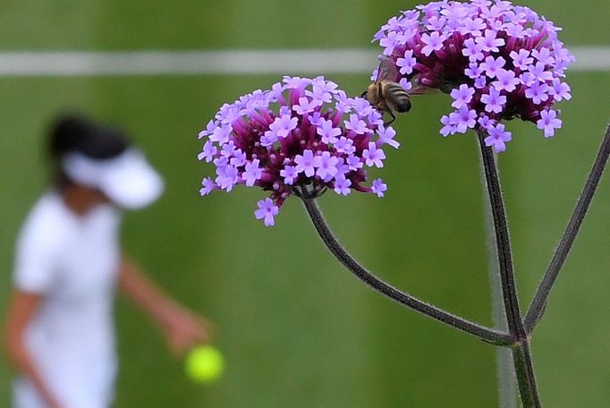 Tennis - Wimbledon - All England Lawn Tennis and Croquet Club, London, Britain - July 3, 2019  Bee seen getting pollen from a flower as Taiwan's Hsieh Su-wei plays her se