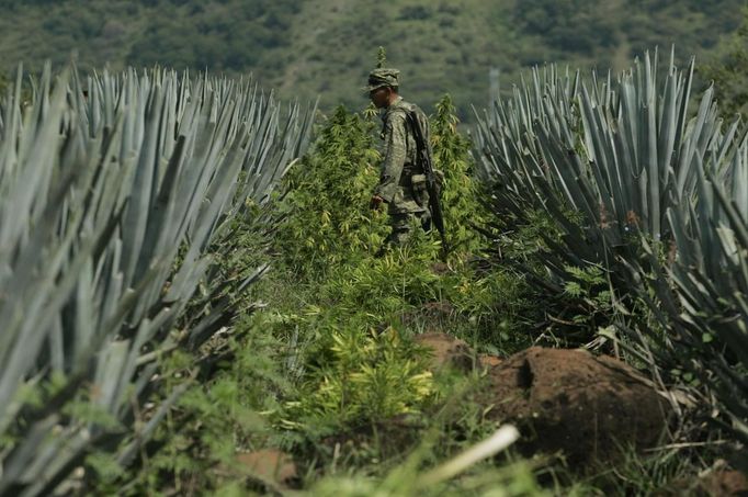 A soldier carries marijuana plants during a military operation at Tequila in Jalisco September 27, 2012. According to military authorities, Mexican troops found 40 hectares of marijuana planted between maize agave as well as a house used for processing drugs. REUTERS/Alejandro Acosta (MEXICO - Tags: DRUGS SOCIETY MILITARY) Published: Zář. 28, 2012, 1:49 dop.