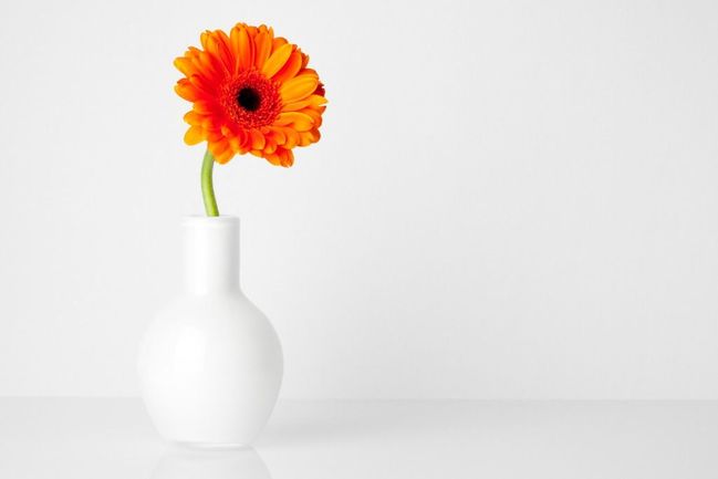 Když daruje gerberu