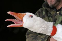 Uhynulé labutě z Břeclavska měly H5N1