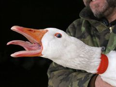 Husí farma patří Rybářství Nové Hrady. Je to jediný šlechtitelský chov husy domácí v republice.