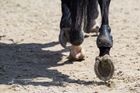 V Německu se srazily dva kočáry tažené koňmi, dvacet lidí je zraněných