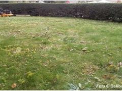 Trávník před vertikutací