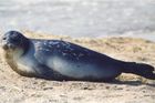 Kaspické moře vyplavilo téměř 300 mrtvých tuleňů. Nikdo zatím neví, proč uhynuli