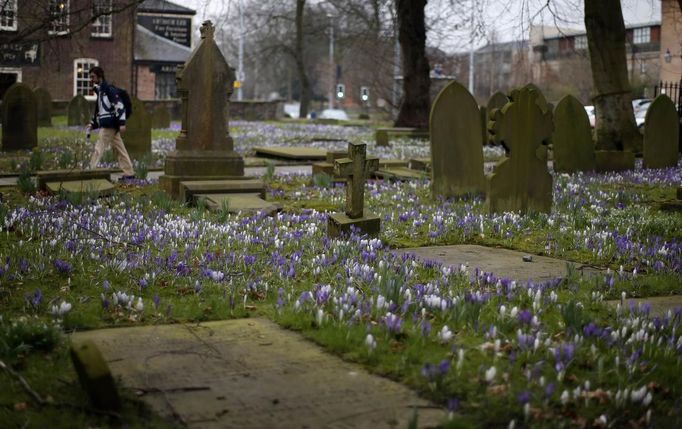 Spring flowers bloom between the gravestones in a church yard in Knutsford, northern England March 19, 2013. REUTERS/Phil Noble (BRITAIN - Tags: ENVIRONMENT SOCIETY RELIGION) Published: Bře. 19, 2013, 3:41 odp.